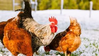 Funny Chicken and Human