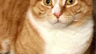 Funny Animal Videos Compilation