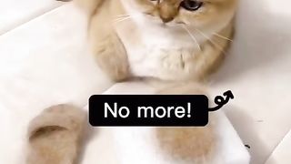 Cute cat angry moment to wore shoes