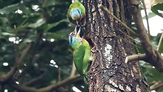Bird_and_animal_is_beautiful_creature_)