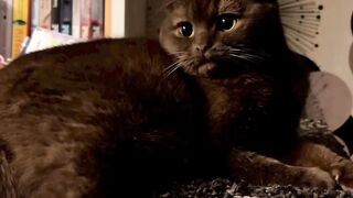 Beautiful Cat