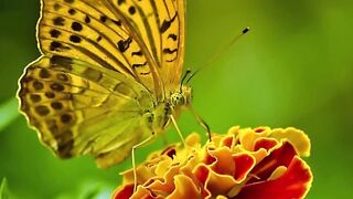 Butterflies