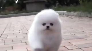 Cute dogs