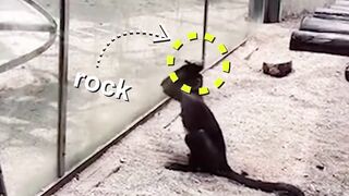 Moments of Animal Genius That Will Amaze You