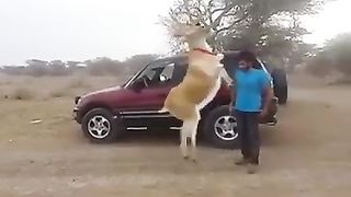 Danse
