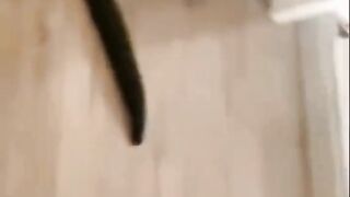 Le chat et le concombre???? ????????????