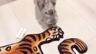 Un chat qui joue au piano appeller whiskers