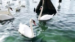 Cute animals  birds
