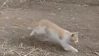 Un véritable chasseur (chat)