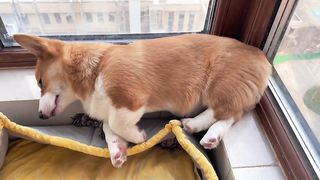 Sleeping funny doggy