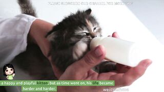 SAD CAT STORY
