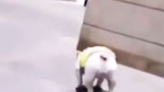 Go dogi go hahaha????????????