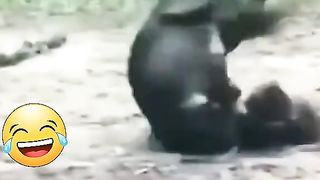 Funny & Most Funny video | entertainment | #febspot
