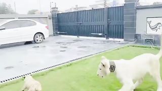 PET LION DHA LAHORE
