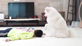 Réaction de chiens ???? et chats ???? lorsque le propriétaire s'évanouit ????