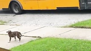 Pet puppy funny vidéo #viral #short #dog