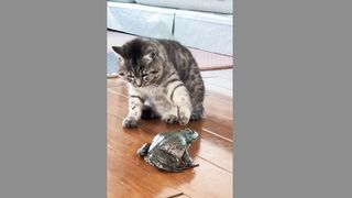 cute cat (tik tok)