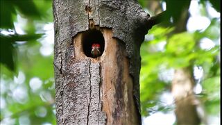 Beautiful Nature Video- Life of woodpecker bids feeding and family