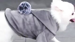 Pet Cat Clothes Autumn And Winter Clothes New Trend Sweater