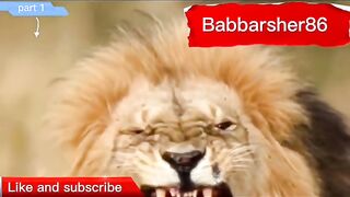 Delhi safari cartoon part 1 | comedy movies | babbarsher86 | Sher ki kahani