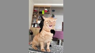 Funny Video (tik tok)