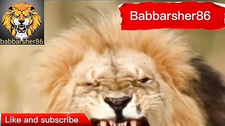 Delhi safari cartoon part 2 | comedy movies | babbarsher86 | Sher ki kahani