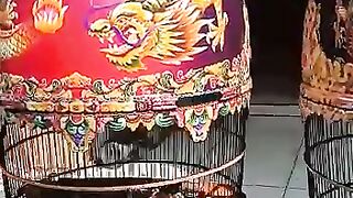 SANGKAR BURUNG
