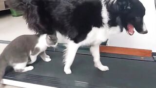 If you laugh,you are PANDA