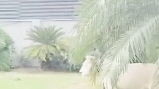 Pet Tiger at home