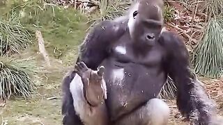 Gorilla Moring Exercise
