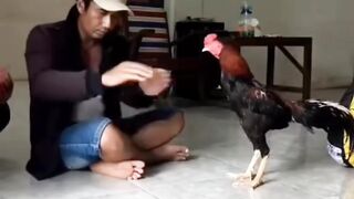 Rooster that understands signs