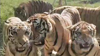 Dangerous Tiger Team