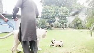 Beautiful Tiger Pet ...