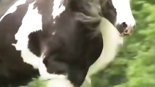 what a horse colour and hair