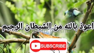 Surah An NISA With Urdu Translation full | Episode 075/14 | سورہ النسآء