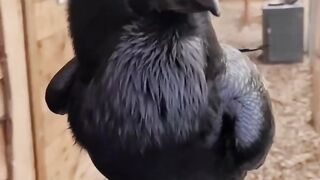 This Crow is different Singing Song