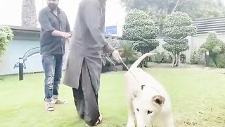 mY Loyal Pet kidding with little pet