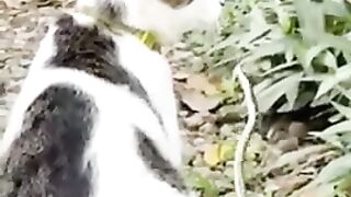 snake and cat
