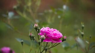 beautiful flower