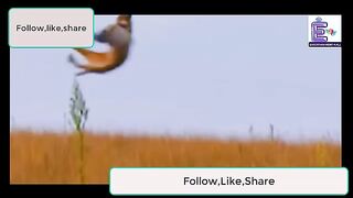 Wild Cats Hunts-The Most Incredible Wild Cats Hunts