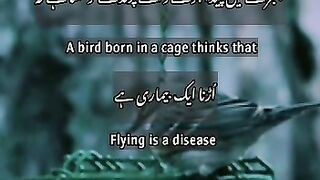 Bird in cage || Brilliant Quote