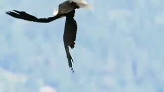 Eagle fly style