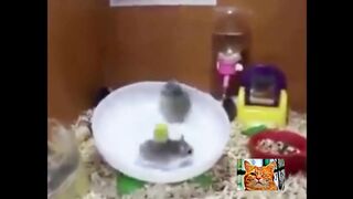 Hilarious funny animals-1