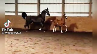 Horse Baby.