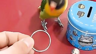 Lovebird