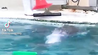 Intelligent fish.