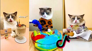 Cats make food 2023_That little puff_Tiktok