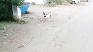 Cute puppy dogs