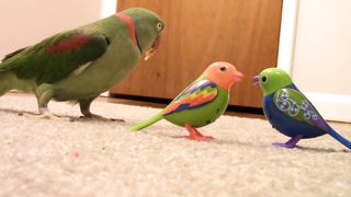 Green parrots toy parrots