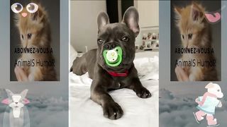 Hilarious funny animals-3
